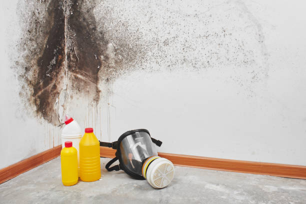 Best Black Mold Removal  in Long Creek, IL