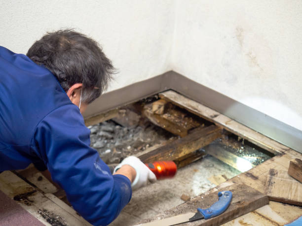 Best Office Mold Removal Services  in Long Creek, IL