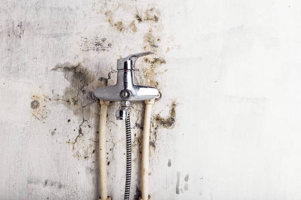 Best Mold Testing  in Long Creek, IL