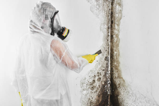 Best Best Mold Removal Companies  in Long Creek, IL