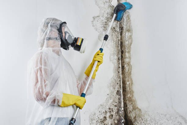 Trusted Long Creek, IL Mold Removal Experts
