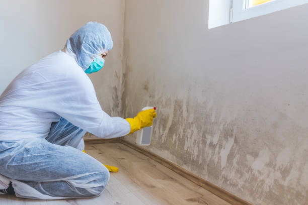Office Mold Removal Services in Long Creek, IL