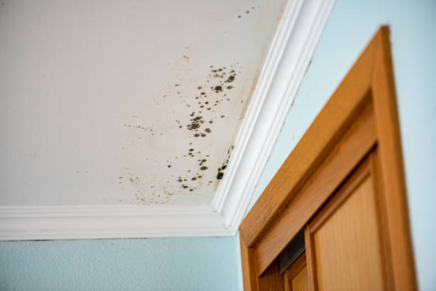 Best Water Damage Restoration  in Long Creek, IL