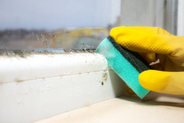 Best Mold Removal Company Near Me  in Long Creek, IL