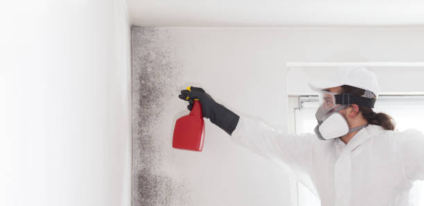 Best Water Damage Restoration  in Long Creek, IL