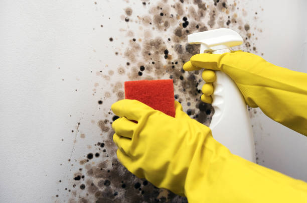 Best Crawl Space Mold Removal  in Long Creek, IL