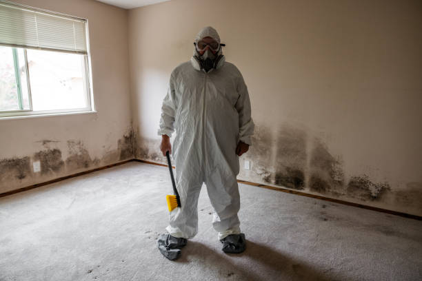 Best Attic Mold Removal  in Long Creek, IL
