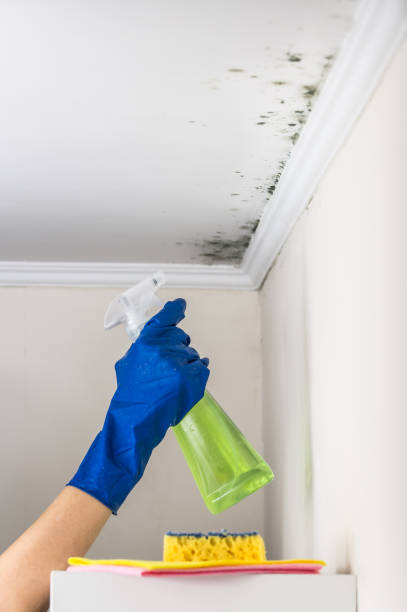 Best Commercial Mold Removal  in Long Creek, IL