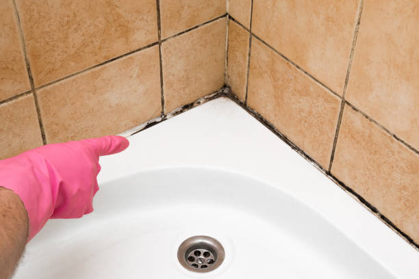 Best Mold Damage Repair  in Long Creek, IL